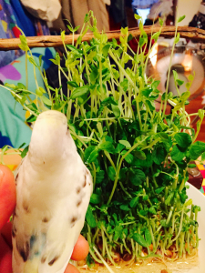育ちすぎた豆苗にビビるフク