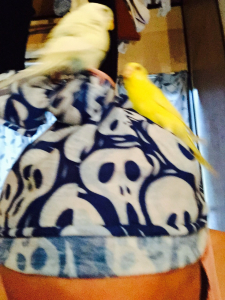 帰宅後の放鳥。暴れプリフク。