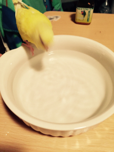 飛び込むどー