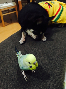 妹宅のポポルとマロン。せわしない。。