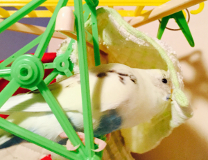 テンションあがりすぎっす。