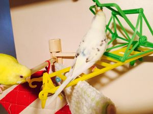 狙いすまし中。
