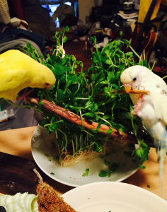ひゃっほーい