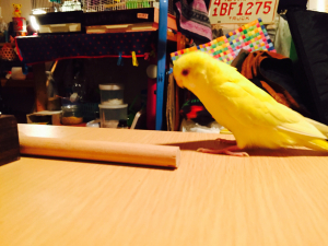 棒をぼうっと眺めてる。