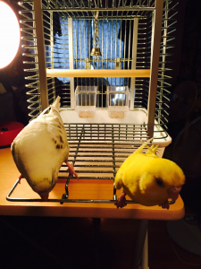 たっだいまー