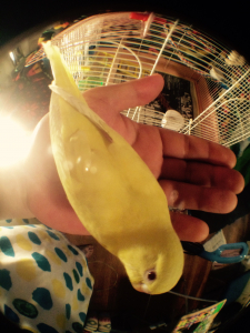 ごろり