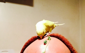 運ばれてきた豆苗