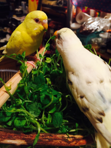 うむ、食べますね