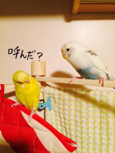 呼びフク呼ばれプリ