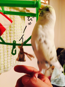 のびかじフク