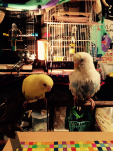 昨日の放鳥時