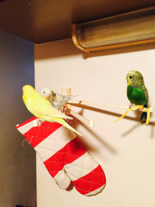 だれだと思うー？こそこそ
