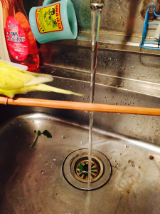 さっさかさー
