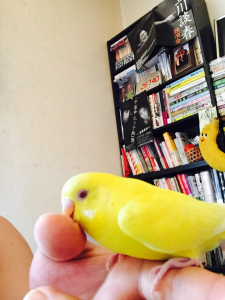 きゃじり