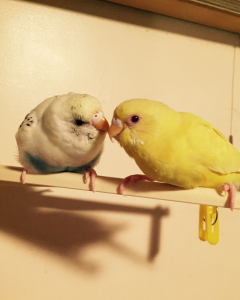 おおう、きゃわゆいじゃねえか