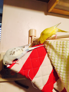 たんけーん！