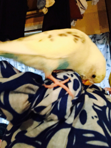 頭の上にて。