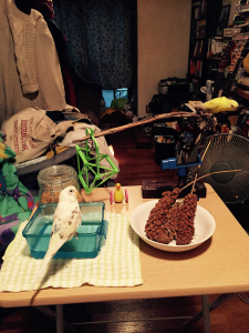今朝の放鳥でした