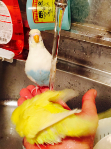 ばっしゃーん