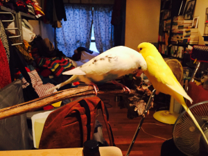 こすってみたり