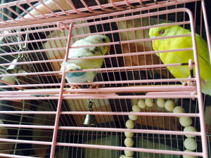 まだねんむー