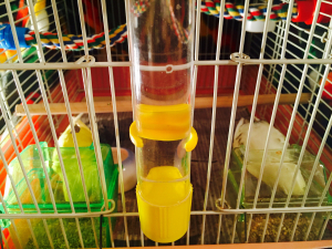 放鳥後は、仲良くご飯