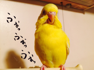 恰幅プリ