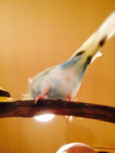 おしりっ。と、映り込む私のヘッド。