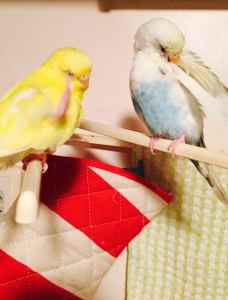 毛づくろーい！
