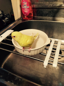 ちょこんと