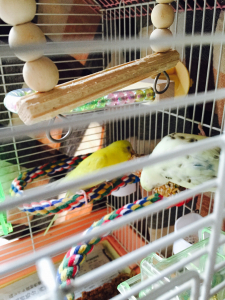 かじりま専科
