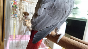 ボクの新しい羽、綺麗でしょう！