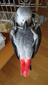 最近、またここで懸垂をしてるんだー