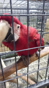 師匠のところのベニコンゴウインコ