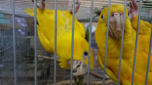 ニョオウインコ ペア