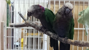 ヒオウギインコ ペア