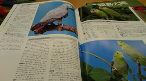 ヨウム～