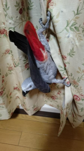なんか、撮ってるでしょーー