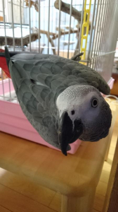 新しいものにもチャレンジするよ！byルカ