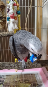 中に蕎麦の実がはいってるよー