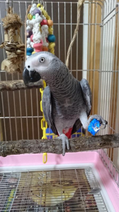 ルカちゃんも折り紙が好き