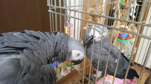 カキカキしたいんだけどねー
