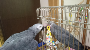 なにしてるのー