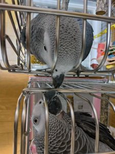 あそぼー