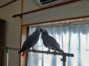 仲良しだよ、小競り合いもするよ