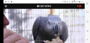 ニュースの中のご飯は何だろう