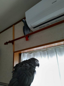 上はルカちゃん、りのちゃんは待機中