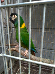 キエリヒメコンゴウインコ