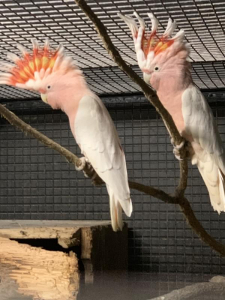 クルマサカオウム