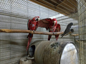 ベニコンゴウインコ